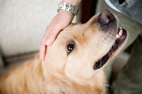 frau bumst mit hund|Sex mit Tieren: Geschlechtsverkehr mit Hund, Pferd & Co. .